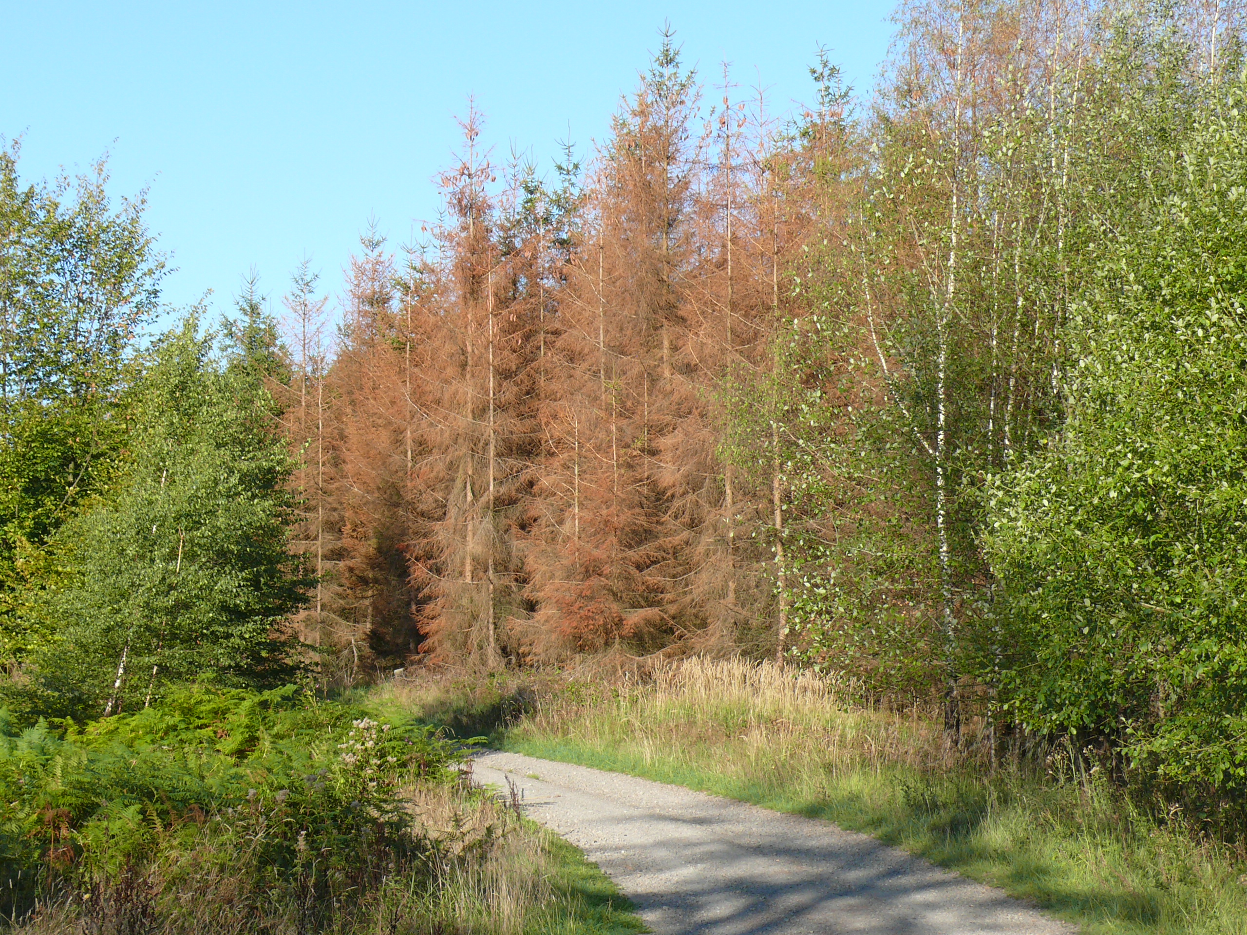 BorkenkäferplageBild4